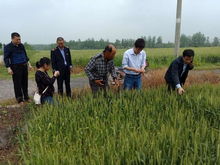 大观区农业农村局 市种植业局到大观区指导小麦赤霉病防控工作