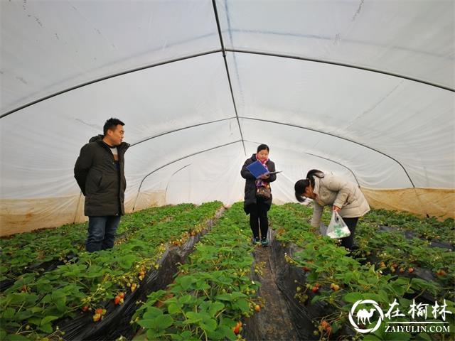 临渭区农业局开展春节前农产品安全检查