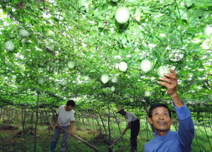 程万海 签约摄影师专稿 浮梁特色农业种植引领农...