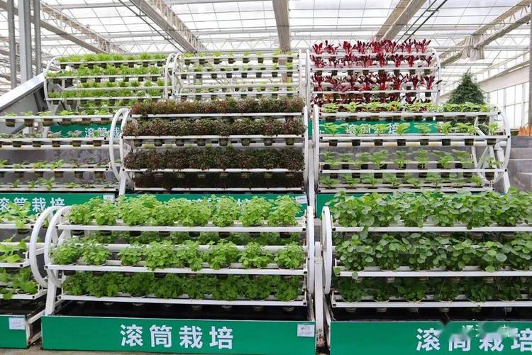 喜迎旅发带你看看沧州印象的新型农业种植模式