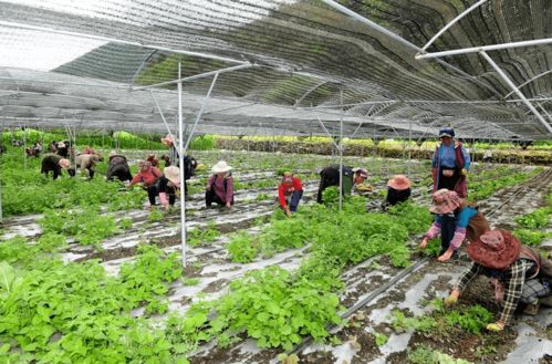 金川县 五年发展日新月异 现代科技农业产业 风生水起