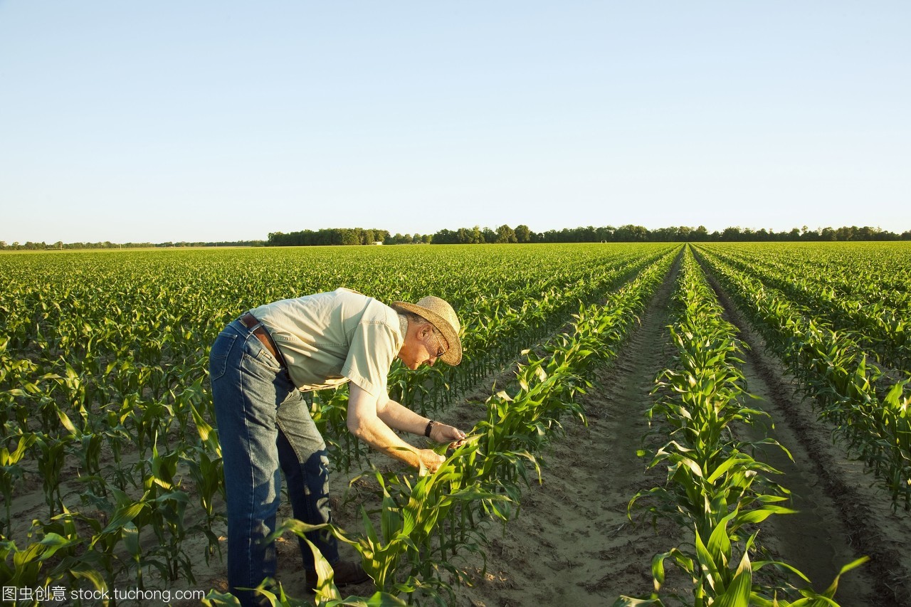 农业-一个农民种植者在清晨的12叶的光照/靠近英格兰,阿肯色州,美国,考察了生长在12叶的玉米植株。