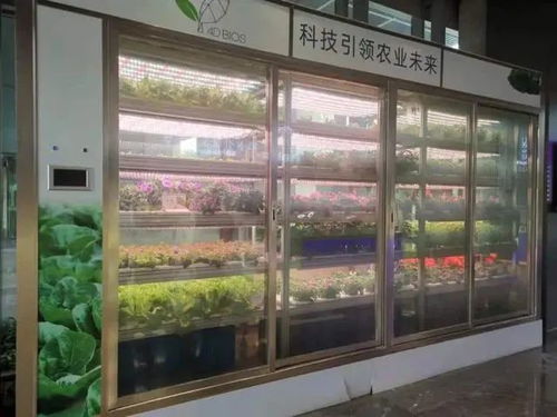 未来的 植物工厂 颠覆传统农业种植方式