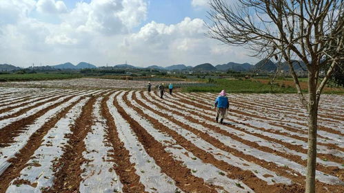 绿尚鲜联手亿亩农田打造微生物种养循环农业基地