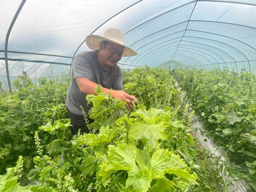 农学博士为家乡振兴注入科技力量