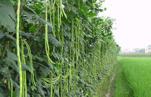 进入7月,这5种菜抓紧种,易成活产量高,在秋天能吃上新鲜蔬菜